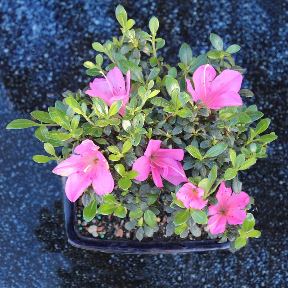 Brussel’s Bonsai – Live Satsuki Azalea Flowering Tree in Small, Green
