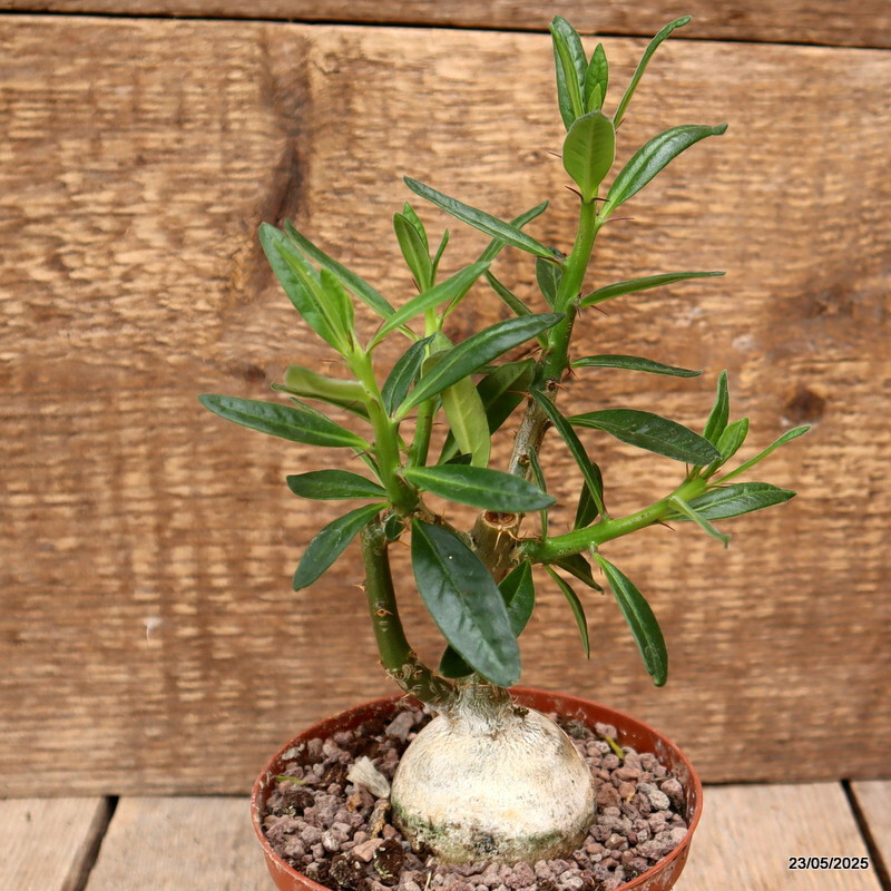 D4341 PACHYPODIUM BISPINOSUM pot10,5-H15-W7 cm MaMa Cactus
