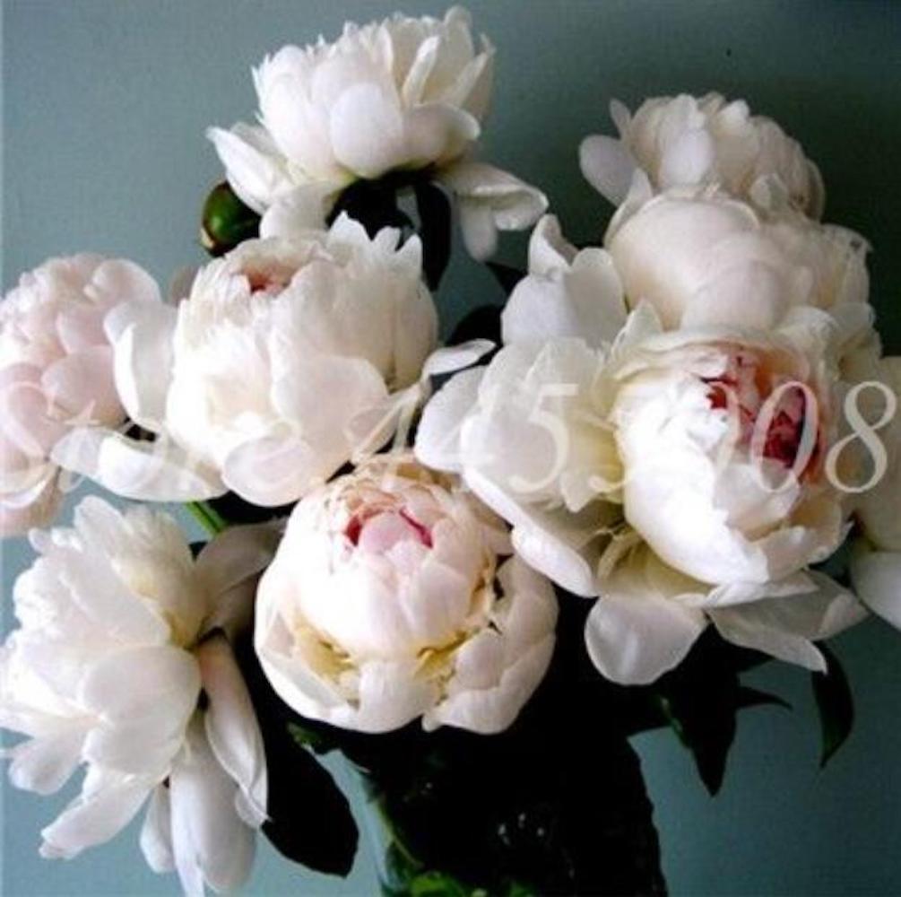 (10) PEONIES SEEDS rare exotic flower bloom home garden USA SELLER W/TRACKING