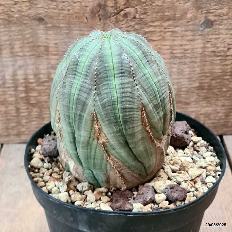 D6275 EUPHORBIA OBESA ARROW MONSTER pot14-H13-W9 cm MaMa Cactus