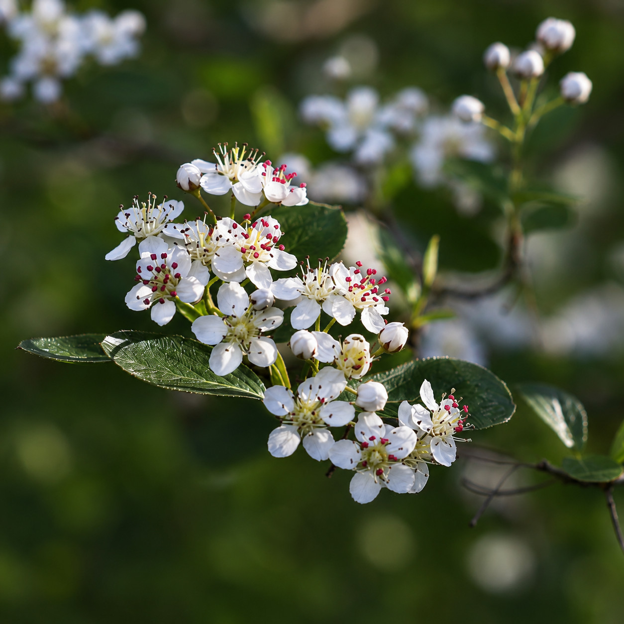 Aronia melanocarpa SEEDS – Black chokeberry | Aronia berry
