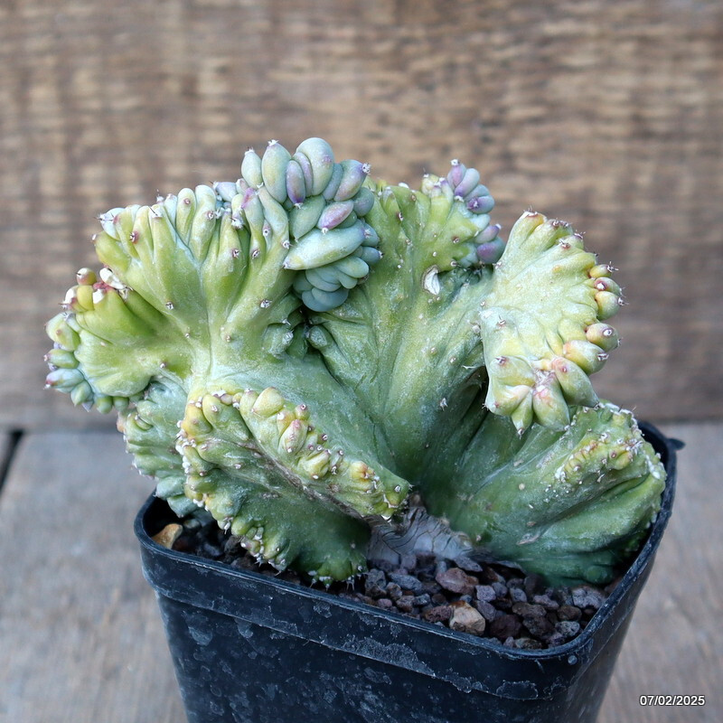 A9748 MYRTILLOCACTUS GEOMETRIZANS STRICTUS pot8-H11-W12 cm MaMa Cactus