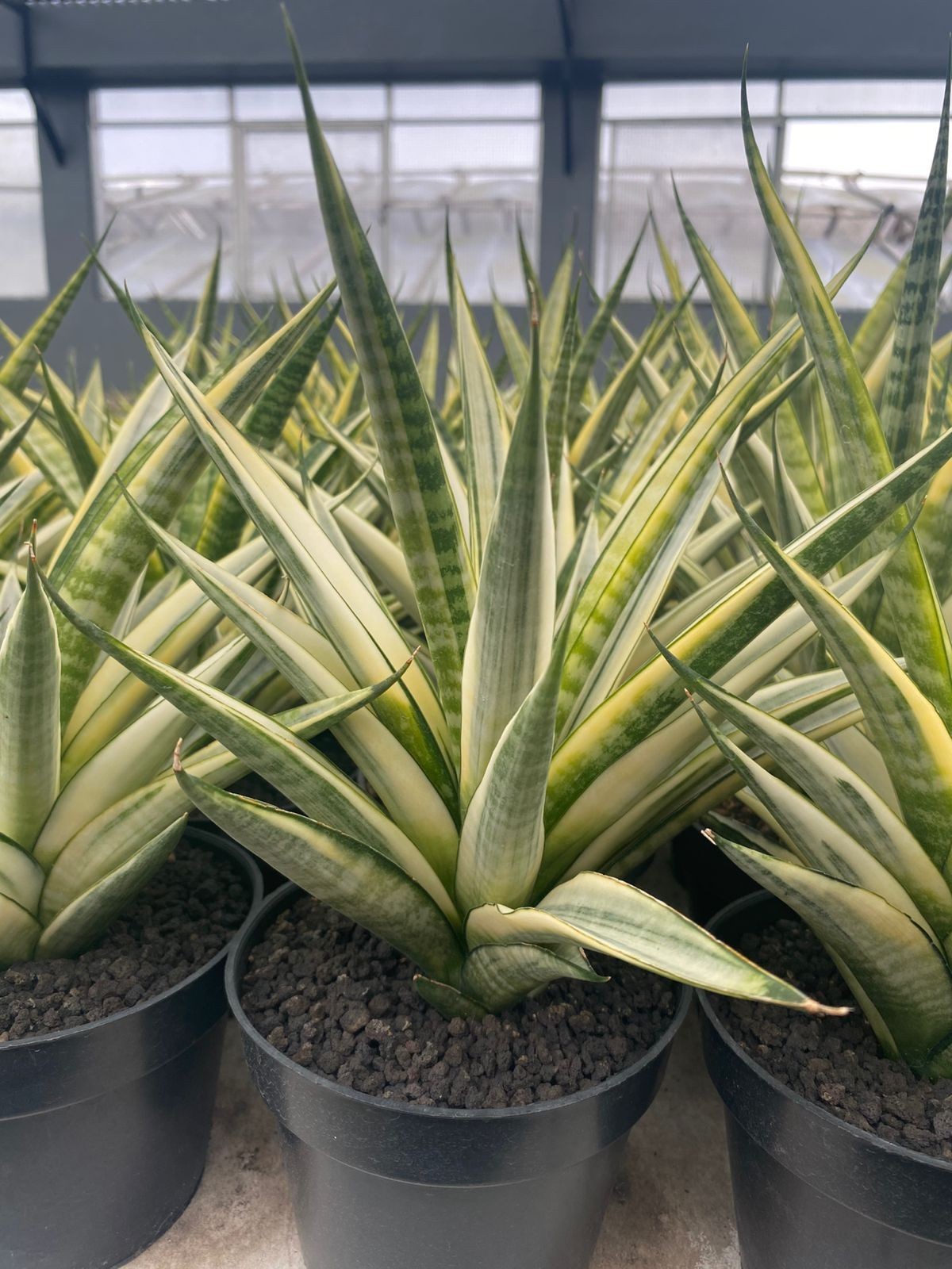 Sansevieria Cordova White Variegated – Large Mature Plant (Big Size) – Rare