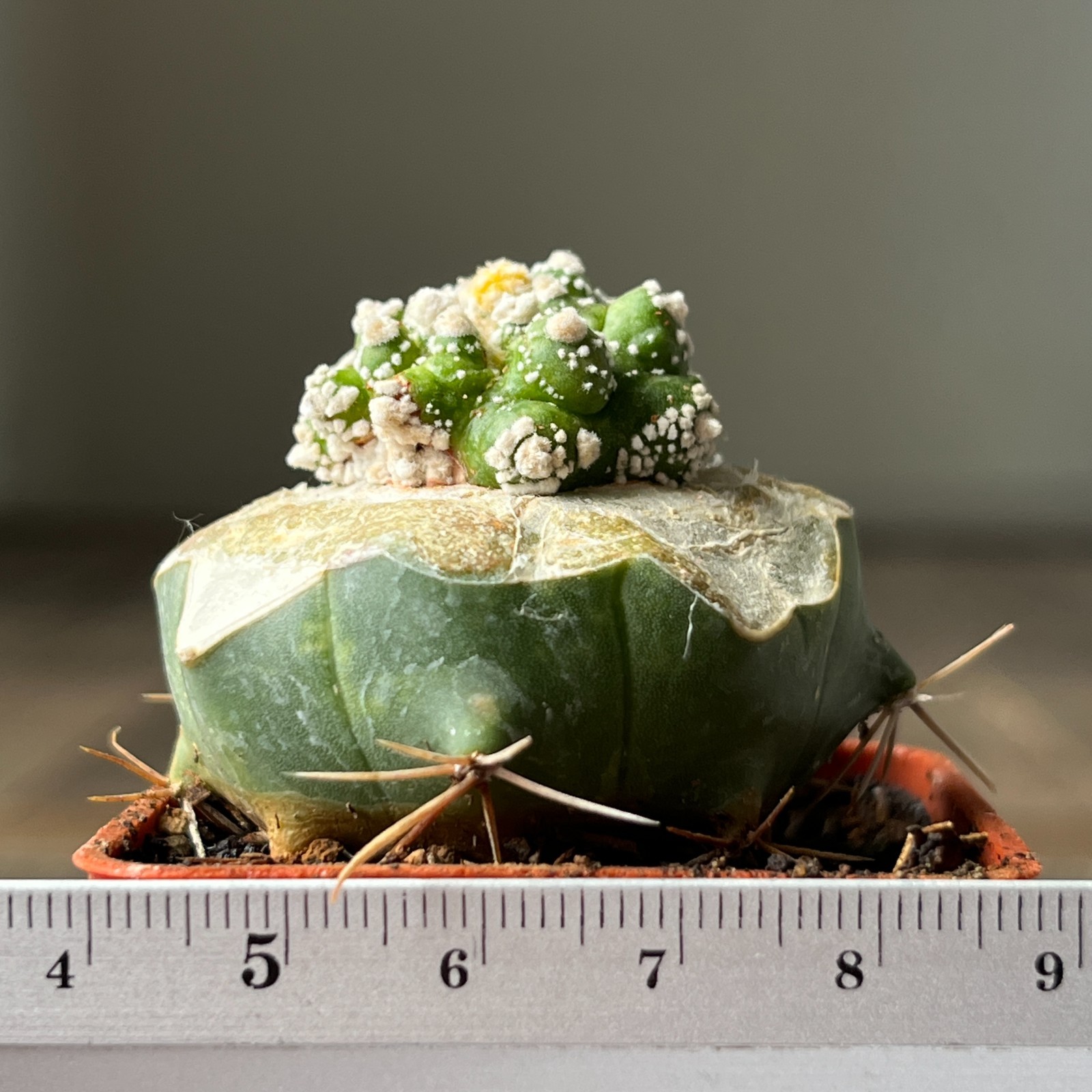 A30-4267 Astrophytum Super Kabuto, grafted