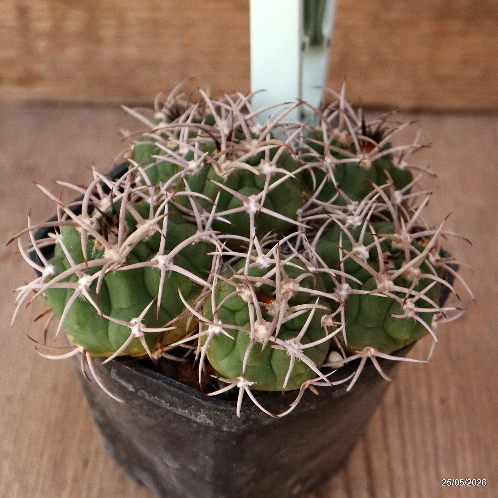 D1065 GYMNOCALYCIUM CARMINANTHUM pot7-H5-W9 cm MaMa Cactus