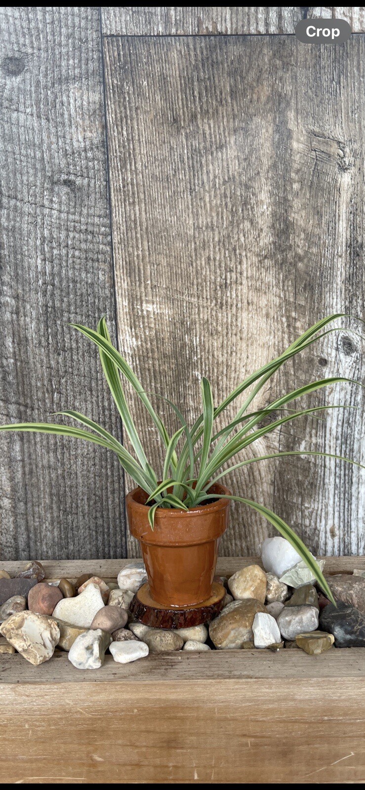Mini Spider Plants In Epoxy Coated Terracotta Pots On Wooden Base