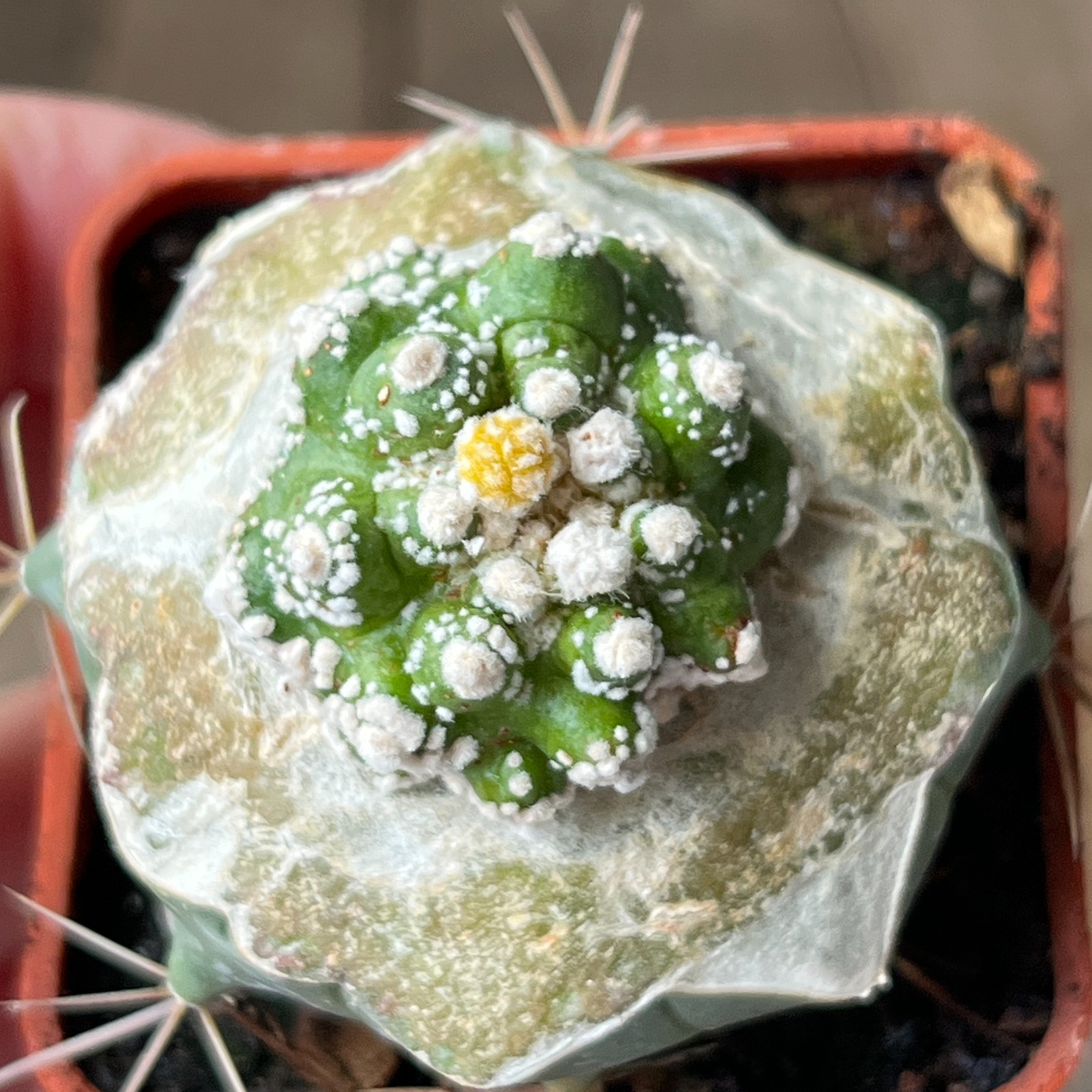 A30-4267 Astrophytum Super Kabuto, grafted