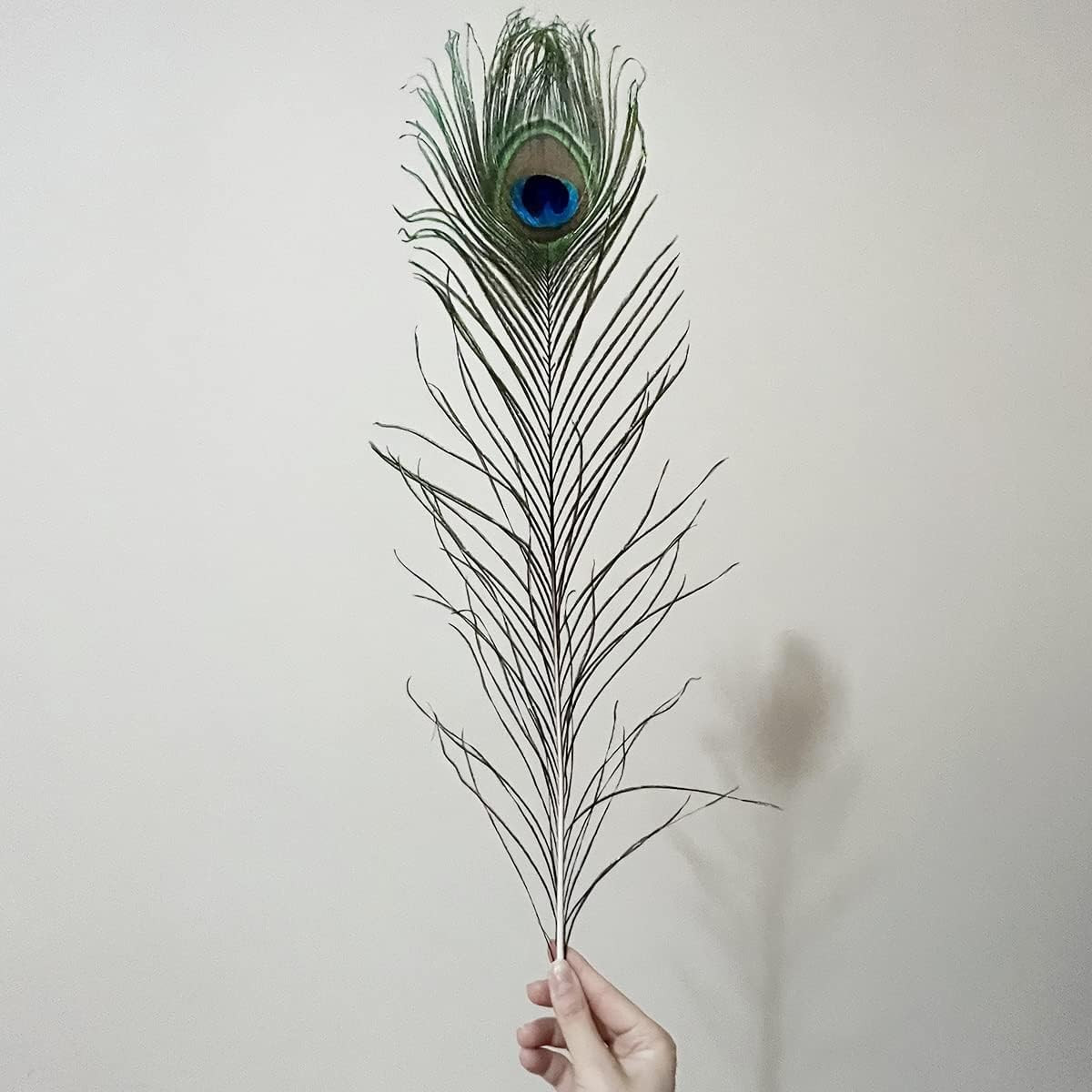 Natural Peacock Feathers 16-18Inch for Home Decor Flower Arrangement Centerpiece