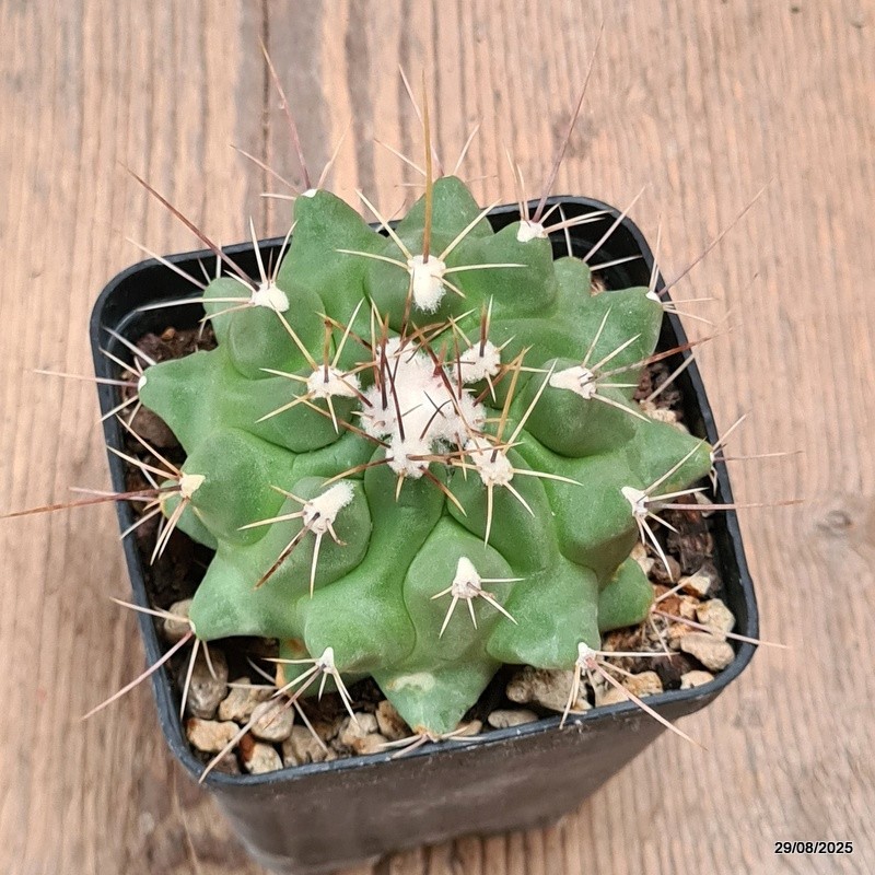 D6293 THELOCACTUS MATUDAE pot8-H6-W9 cm MaMa Cactus