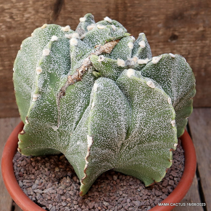 A6574 ASTROPHYTUM MYRIOSTIGMA DICHOTOMIC pot20-H18-W21 cm MaMa Cactus