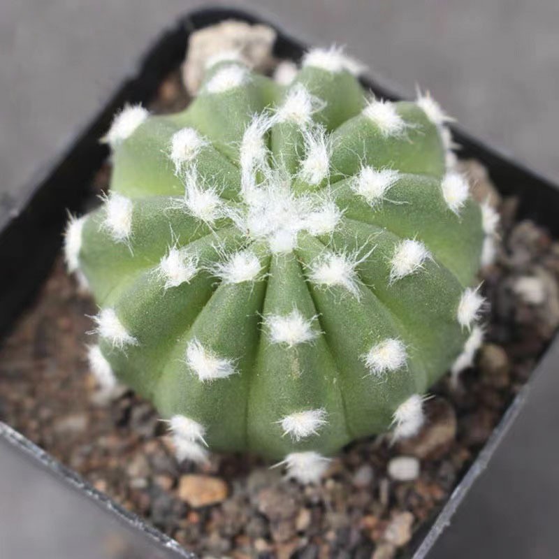 Succulent Plants Cactus Ball Live House Plants for Home Office Garden Decor