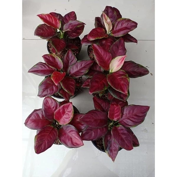 Real Picture Aglaonema Black Maroon Rare Plant
