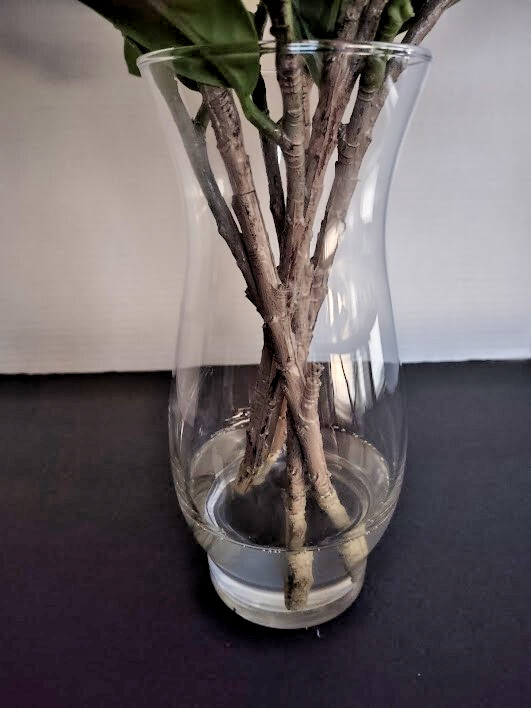 Magnolia stem bouquet water illusion