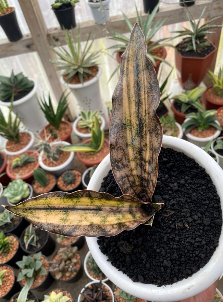 Sansevieria Kirkii Brown Variegated Rare Snake Live Exotic Plant PL153