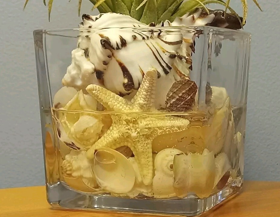 Air Plant Decorative Faux Tilandsia In Murex Shell Glass Container Arrangement