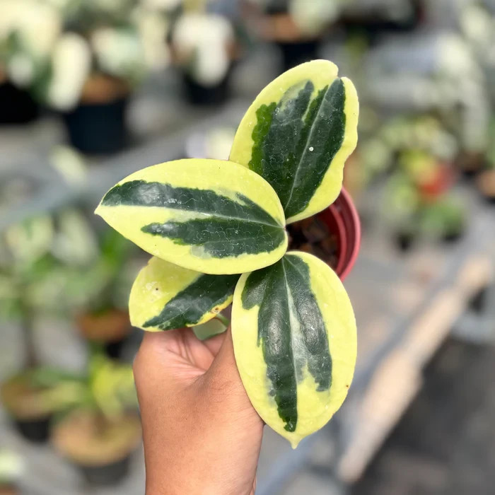 Real Pict Hoya Latifolia Albomarginata Round Leaf Rare Plant