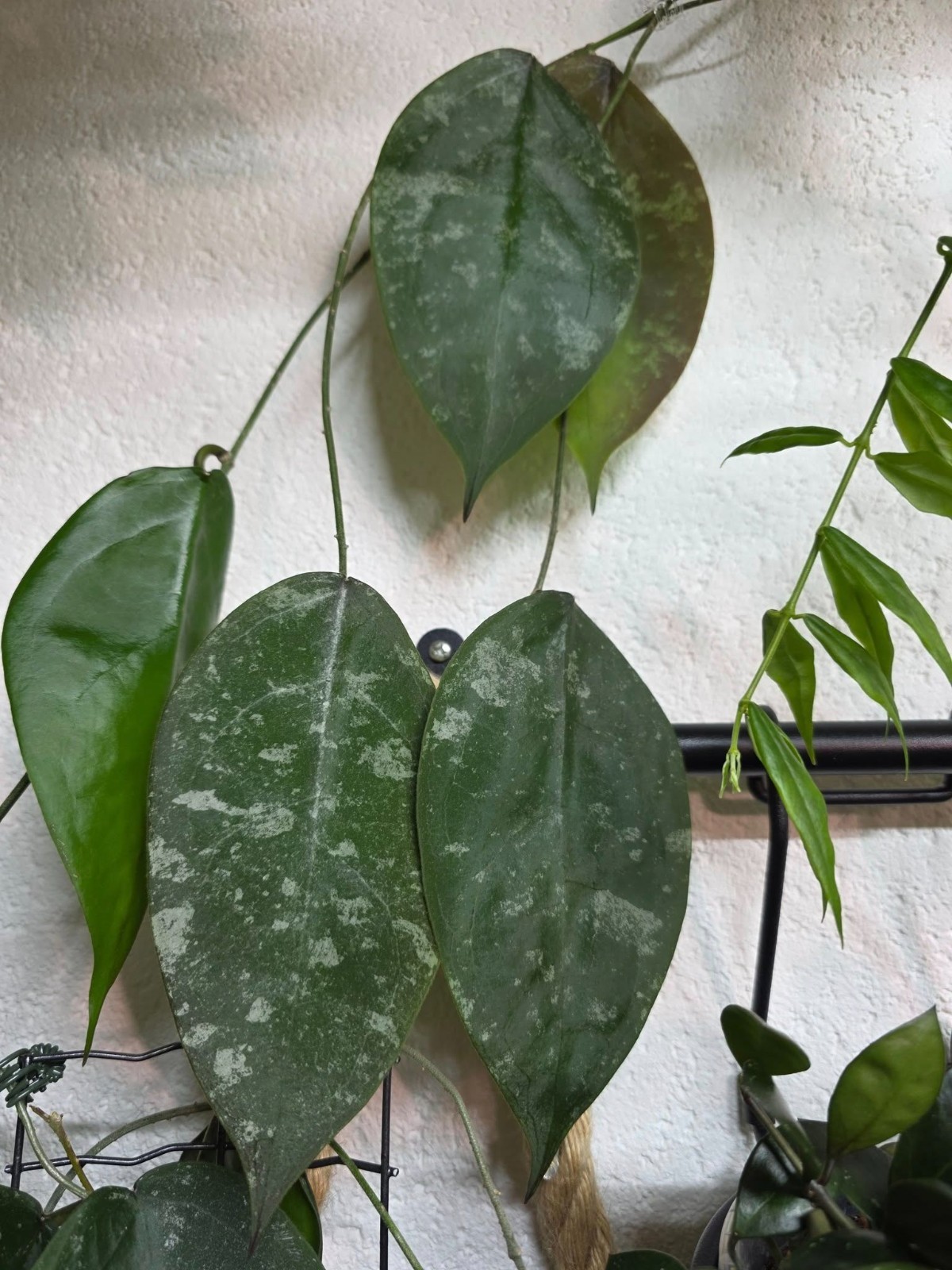 Hoya Sangguensis Rare Plant