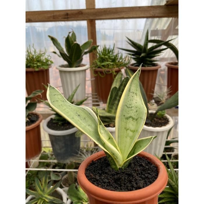 Sansevieria Pearl Young Rare Tropical Snake Plants