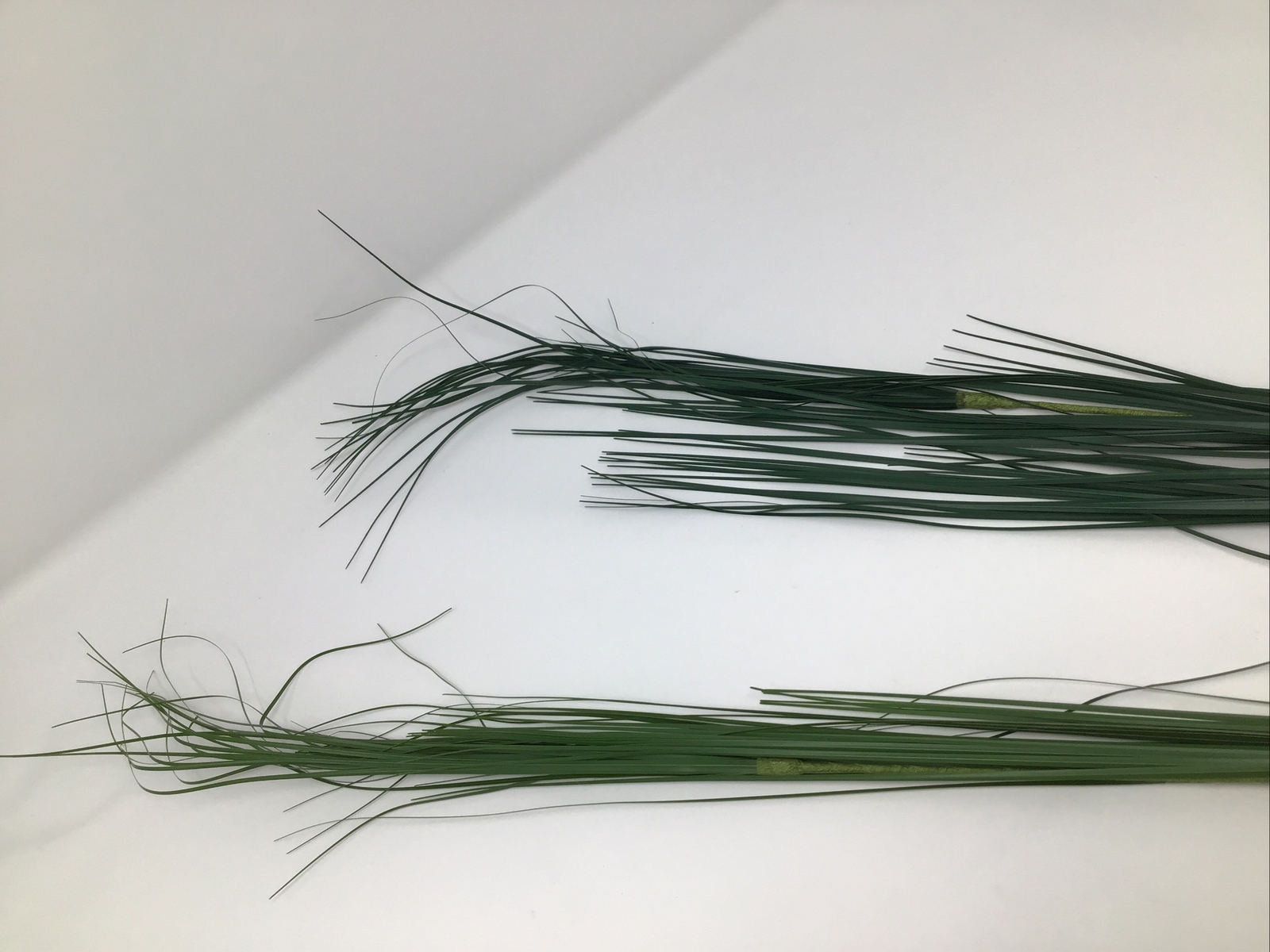 Onion Grass Floral Pick 34” Vase Basket Filler 2 Picks Vintage