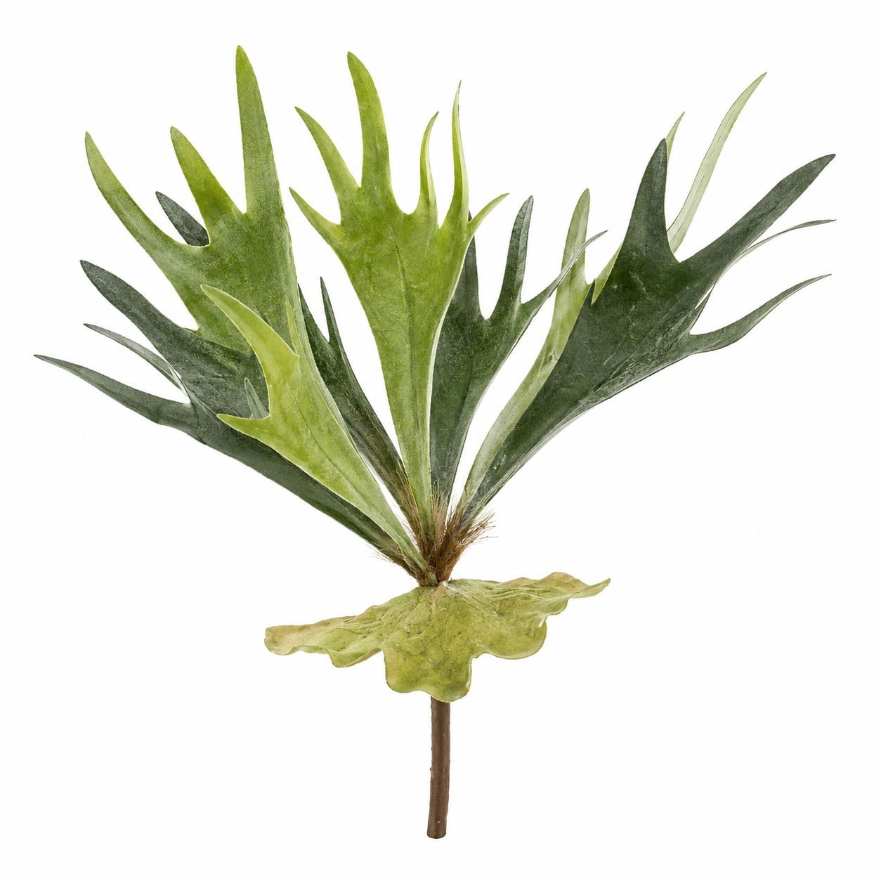 Artificial Staghorn Fern Faux Fern Wall Decor Mounted Fern Tropical Greenery Coa