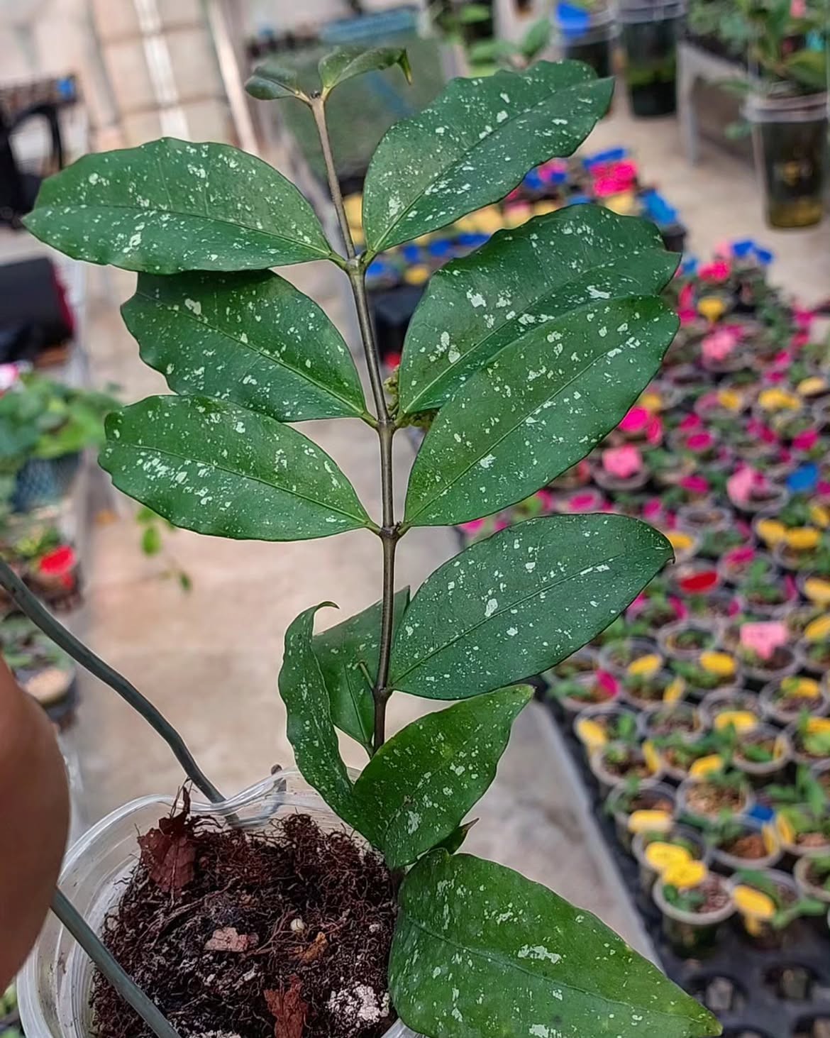 Hoya Sp Jatim ‘East Java’ Rare Tropical Wax Plant