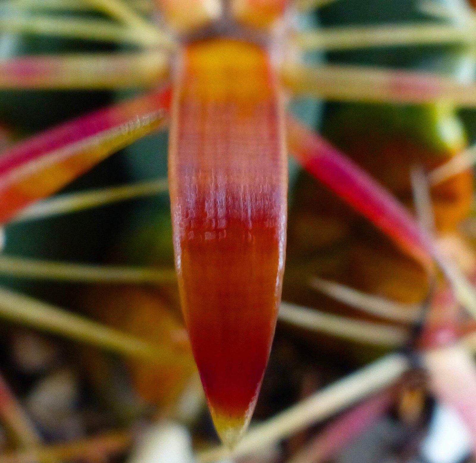 Ferocactus latispinus SEEDS – Rare Cactus SEEDS