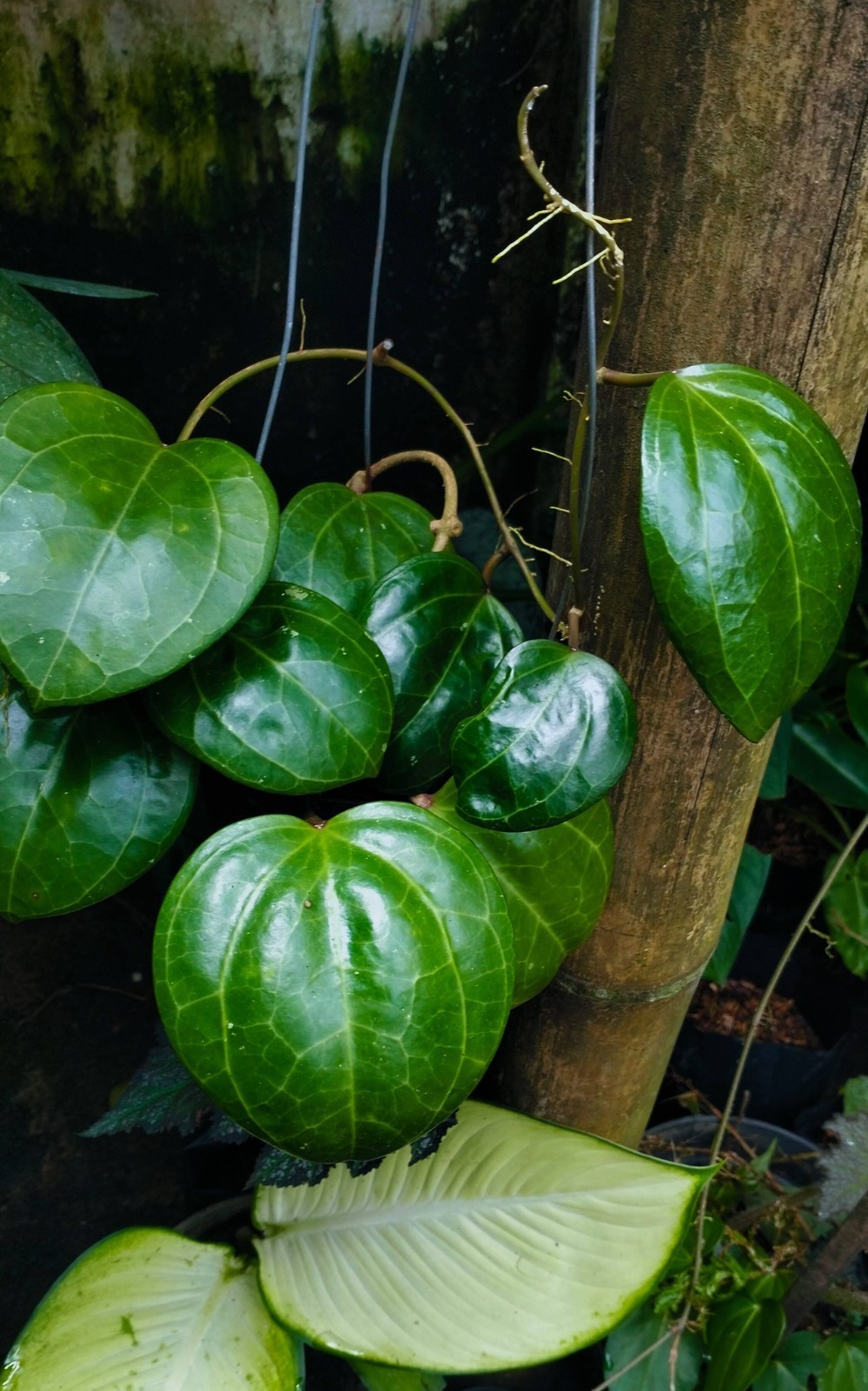 Real Picture Hoya Latifolia Sarawak Cream Rare Plant
