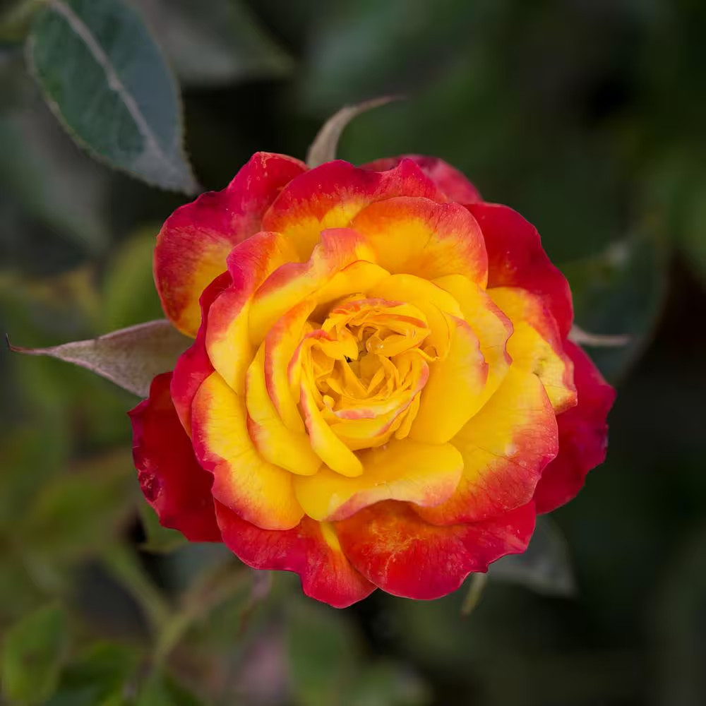 2.5 In. Sunblaze Rainbow Mini Rose Bush with Yellow-Orange-Red Flowers (3-Pack)