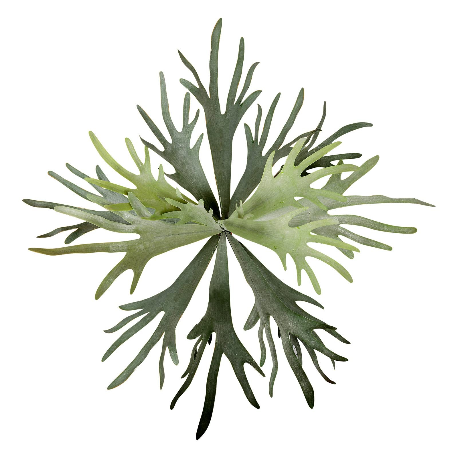 Artificial Staghorn Fern Plants Without Pot-21 Inches, Unique Waterproof Faux…