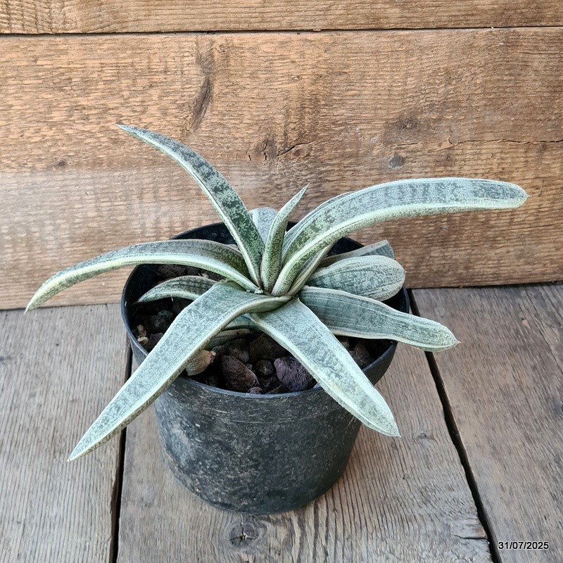 D5620 GASTERIA BATESIANA VARIEGATED pot18-H16-W32 cm MaMa Cactus
