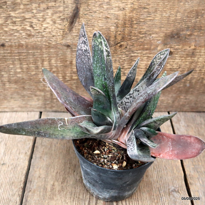 A5129 GASTERIA SP. pot12-H17-W23 cm MaMa Cactus