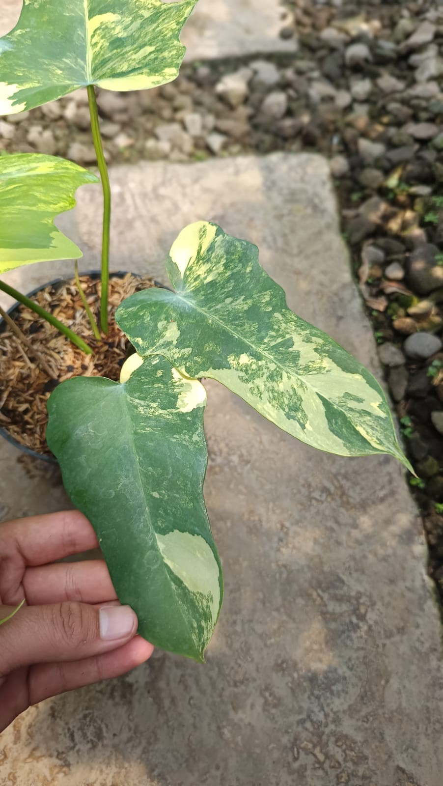 Real Picture Philodendron Florida Beauty x Golden Dragon Variegated