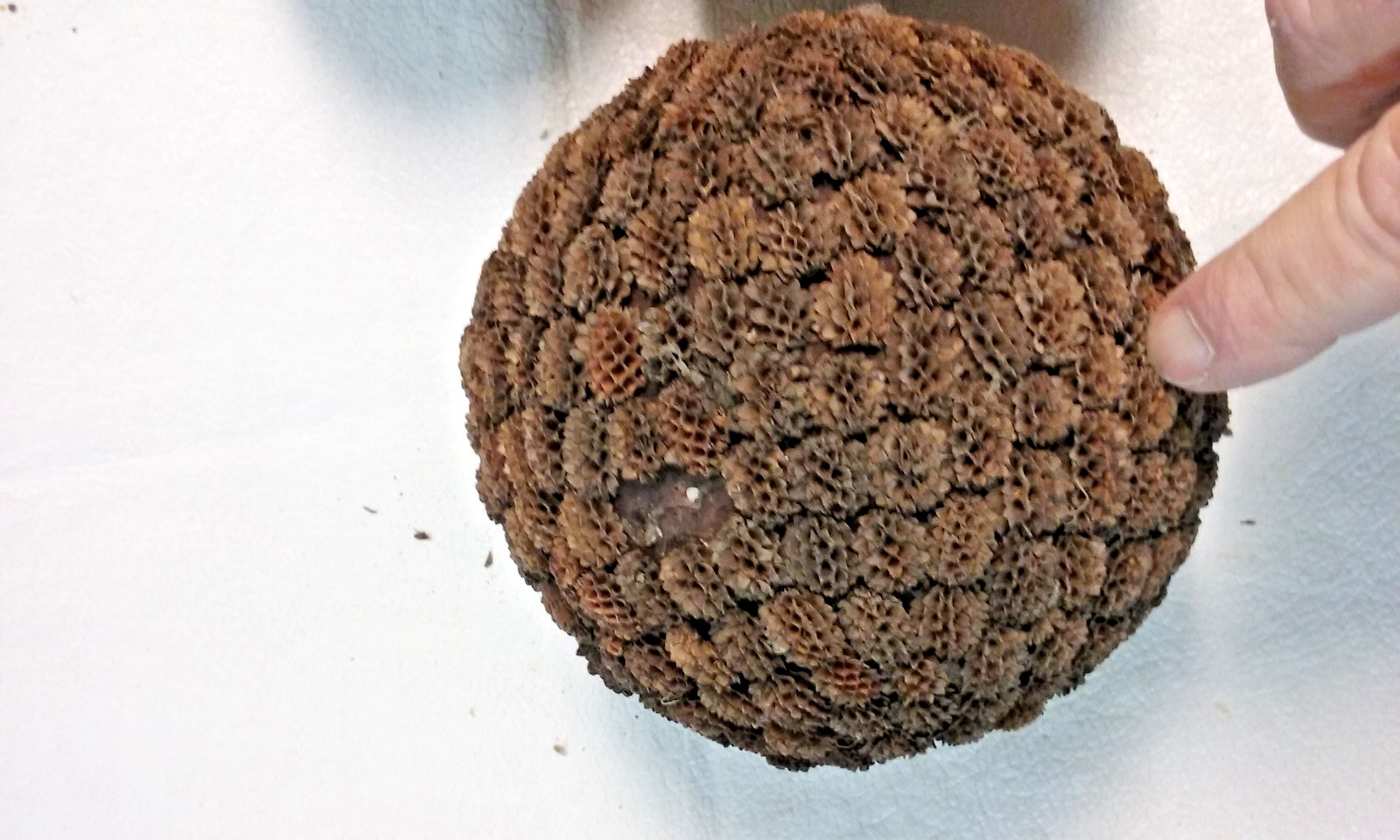 3 Brown Seed Pod Mosaic Decorative Ball Ornaments 5″ to 6″ & 4″ to 5″ wide