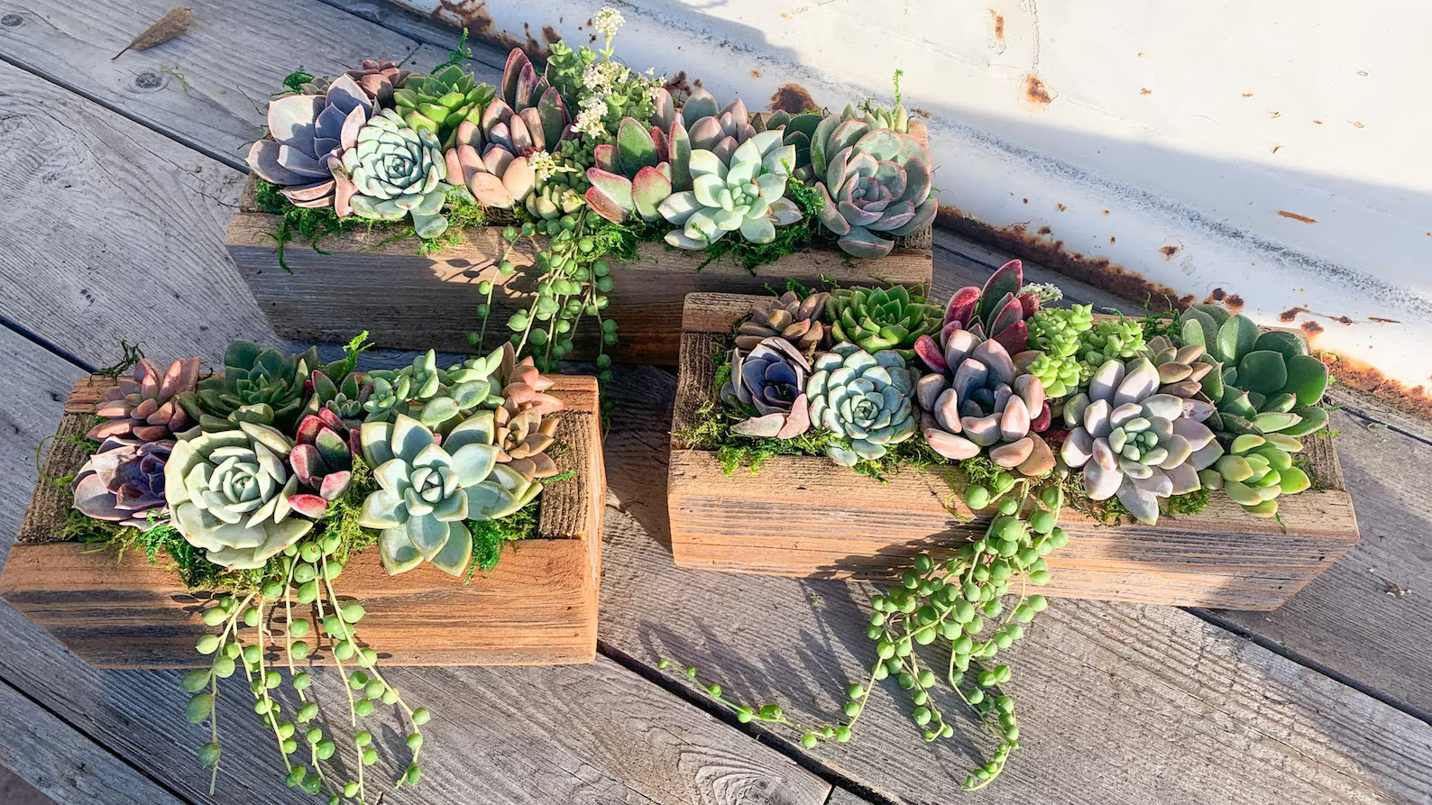 Live Succulent Arrangement Planter, Real Succulents, Centerpiece, Sympathy Gift