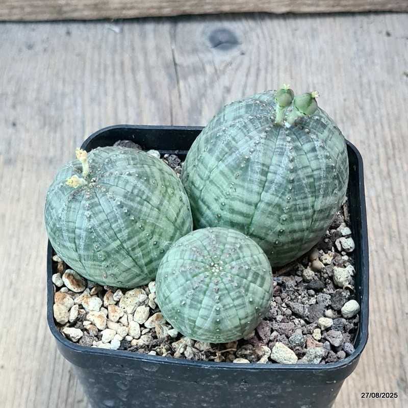 D6188 EUPHORBIA OBESA MULTIHEADS pot8-H5-W9 cm MaMa Cactus