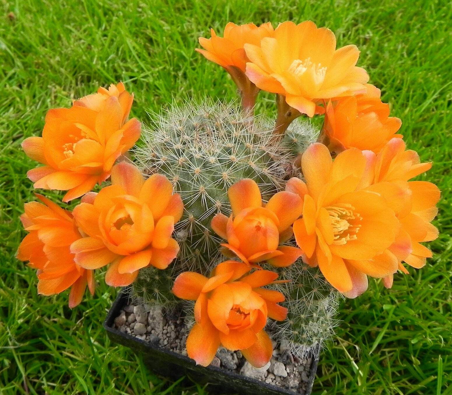 Aylostera deminuta SEEDS – Rare Cactus SEEDS