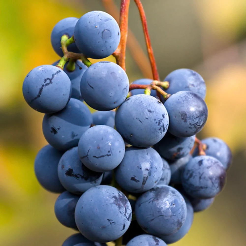 Vitis labrusca cv DARK NIAGARA FALLS – Dark Concord Grap ITALY