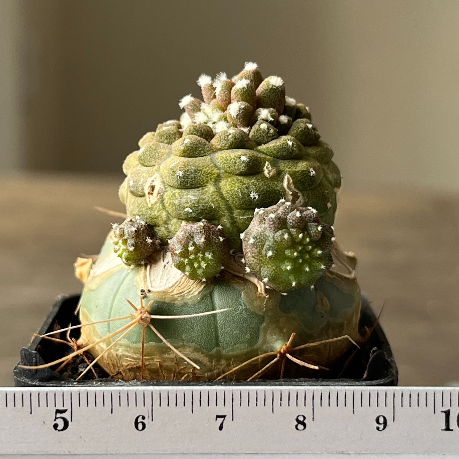 A57-648 Copiapoa barquitensis cv. ‘Lizard Skin’, grafted
