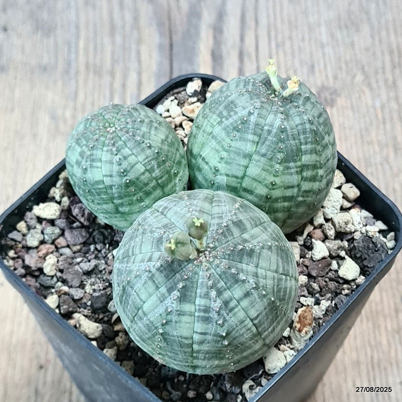 D6188 EUPHORBIA OBESA MULTIHEADS pot8-H5-W9 cm MaMa Cactus