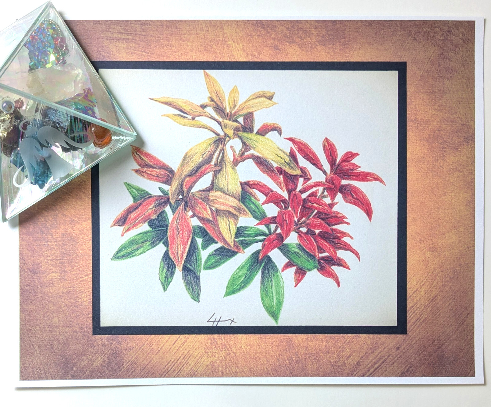 Print of a Color Pencil Drawing of a Plant Named ‘Firecrest’ Matt Unframed