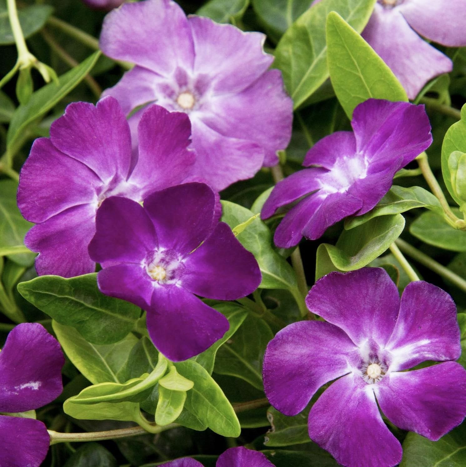 1000+Perennial Vinca Periwinkle Flower Seed for Planting-Non-GMO Heirloom Annual