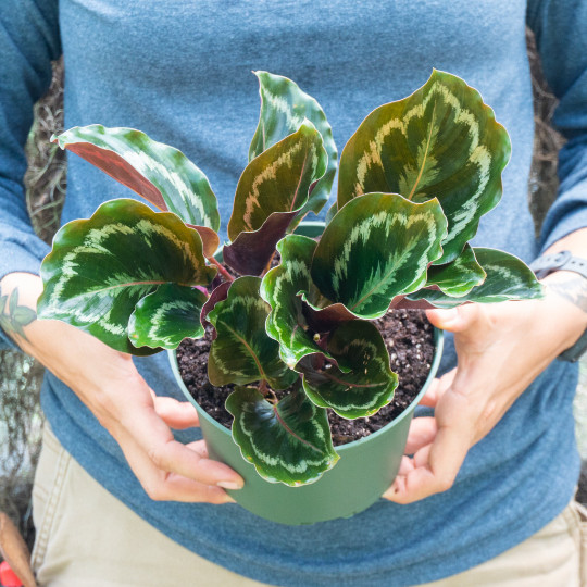 Calathea Medallion in 6 inch Pot | Indoor & Outdoor Live Tropical House plant