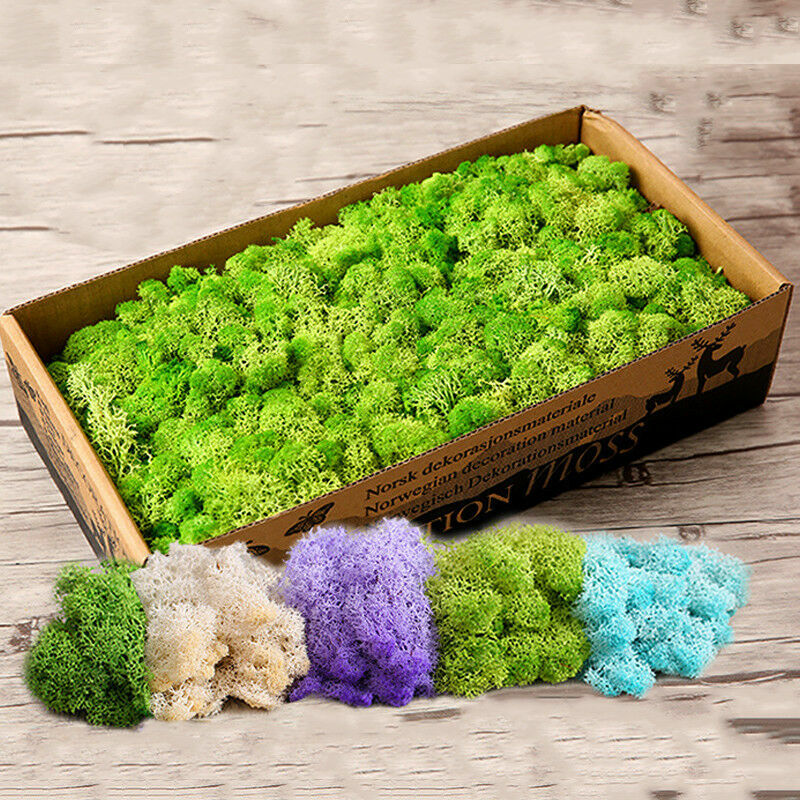 Natural Norwegian Reindeer Moss Preserved Dried Craft Flower Stamen Home Decor