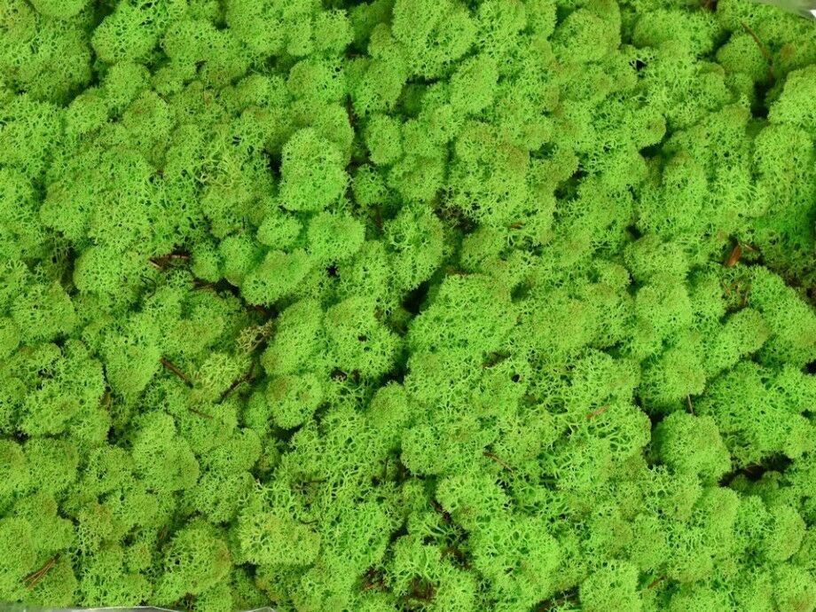 Natural Norwegian Reindeer Moss Preserved Dried Craft Flower Stamen Home Decor