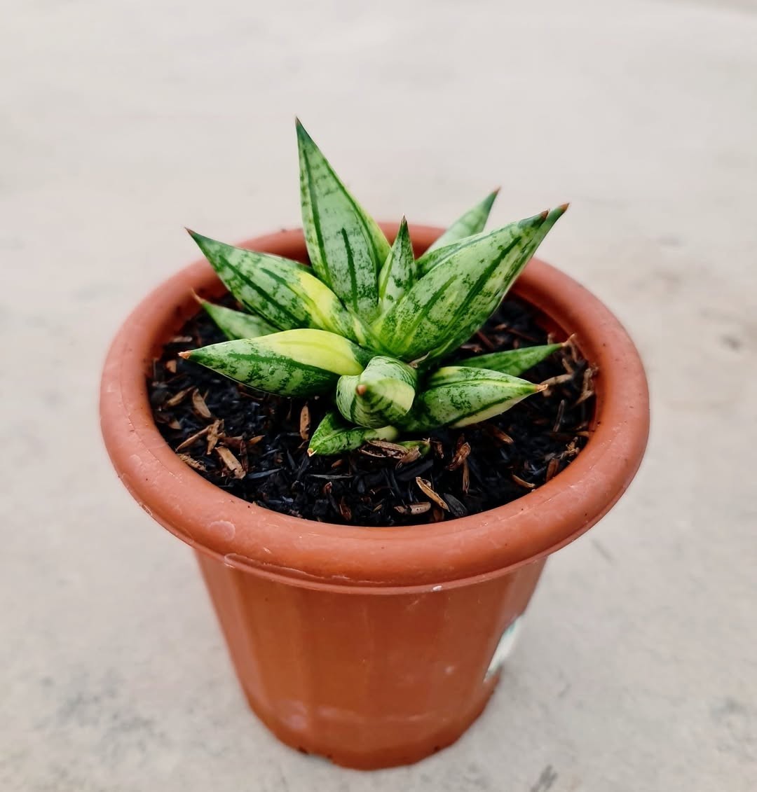 Rare Sansevieria Ming Manee – Compact Dwarf Snake Plant Collector Variety