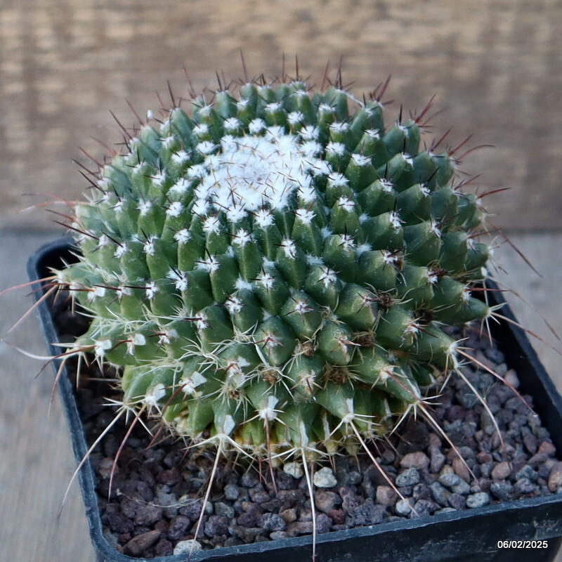 A6577 MAMMILLARIA SPINOSISSIMA pot10-H8-W9 cm MaMa Cactus