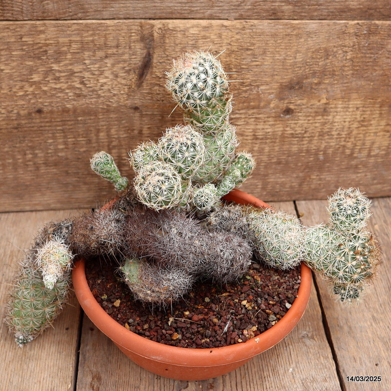 A2718 CORYPHANTHA VILLARENSIS pot20-H27-W36 cm MaMa Cactus