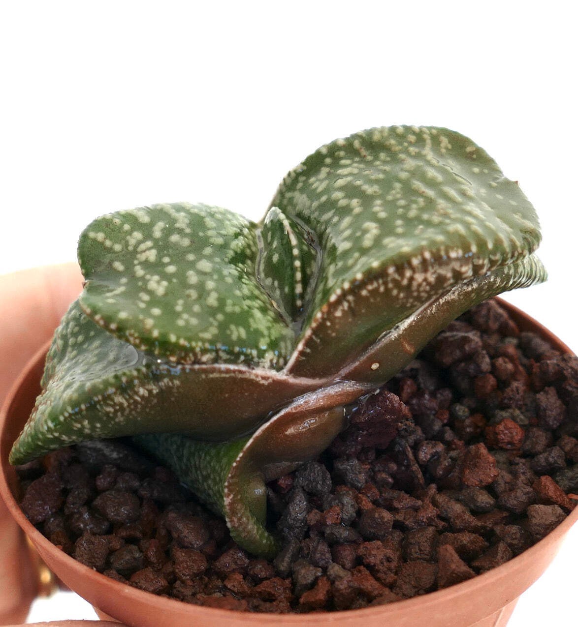 Gasteria armstrongii SUPER WHITE PEARL DWARF – Armstrong’s gasteria | Armstrong’