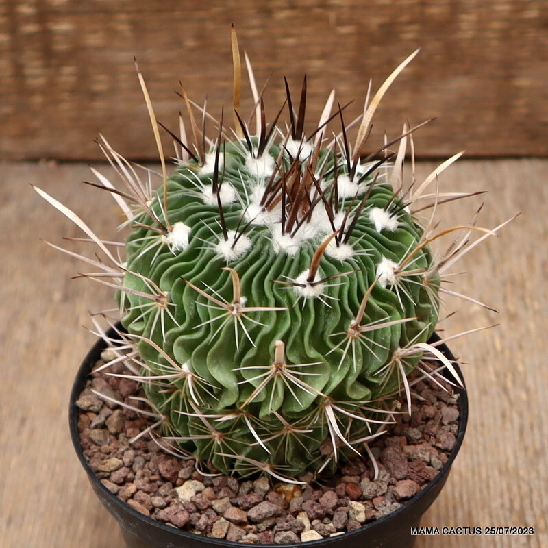 A8137 ECHINOFOSSULOCACTUS LAMELLOSUS pot10-H9-W8,5 cm MaMa Cactus