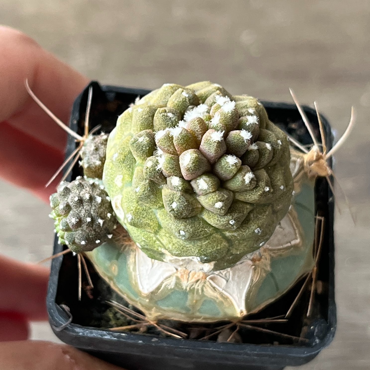 A57-648 Copiapoa barquitensis cv. ‘Lizard Skin’, grafted